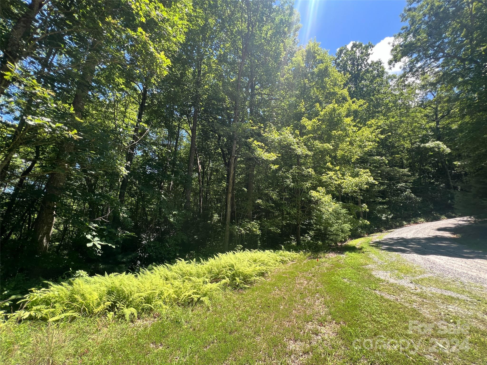 0 Courtney Court Brevard, NC 28712 - Photo 13 of 13 a view of a yard with plants and large trees