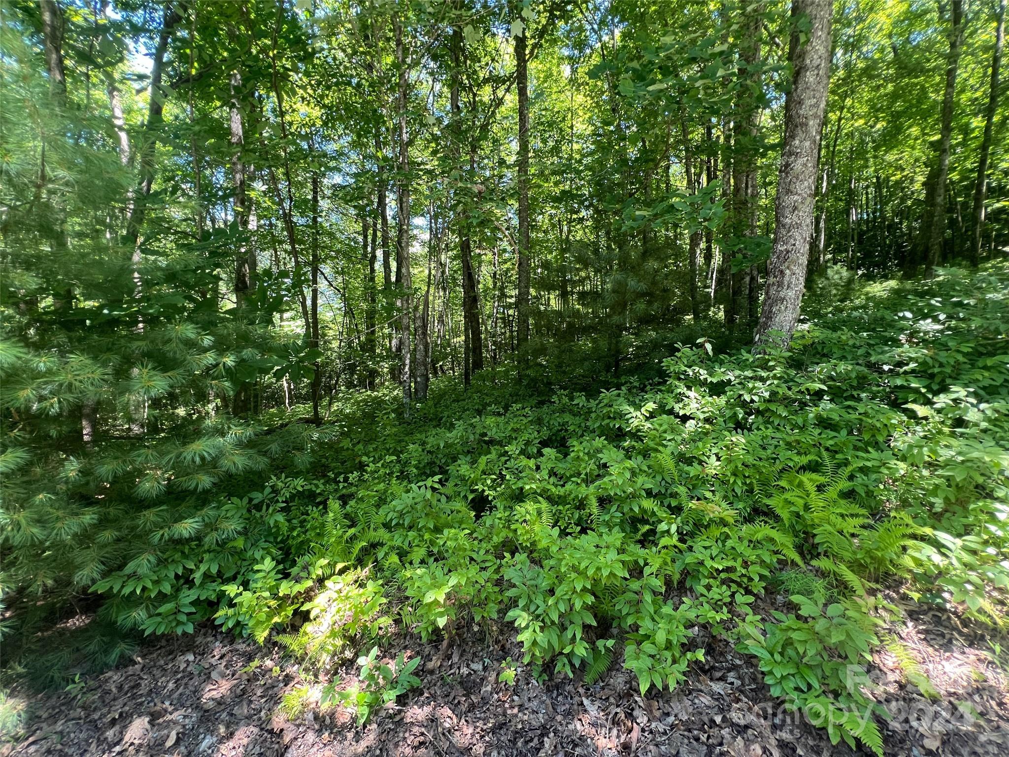 0 Courtney Court Brevard, NC 28712 - Photo 2 of 13 a view of a lush green forest