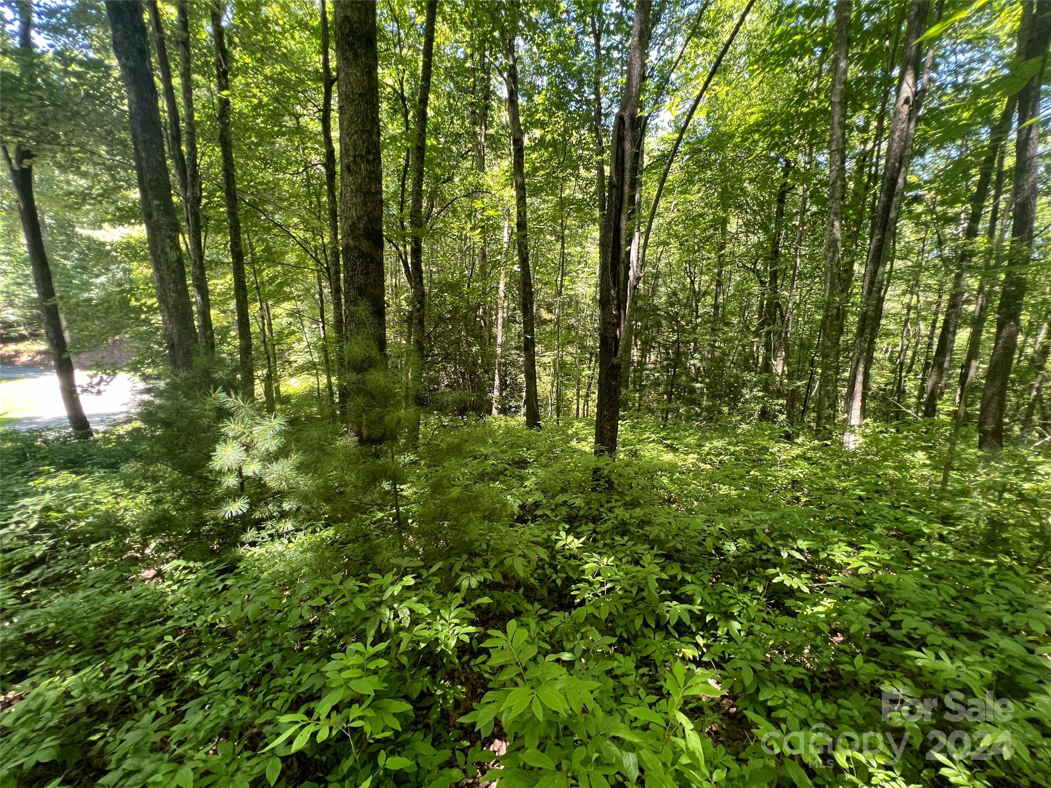 0 Courtney Court Brevard, NC 28712 - Photo 3 of 13 a view of a lush green forest