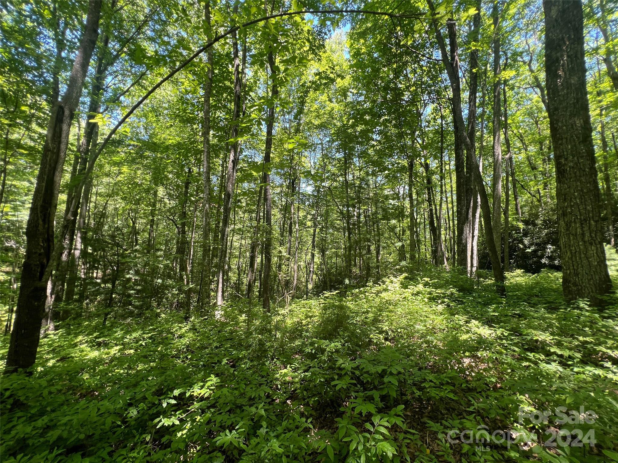 0 Courtney Court Brevard, NC 28712 - Photo 4 of 13 a view of a lush green forest