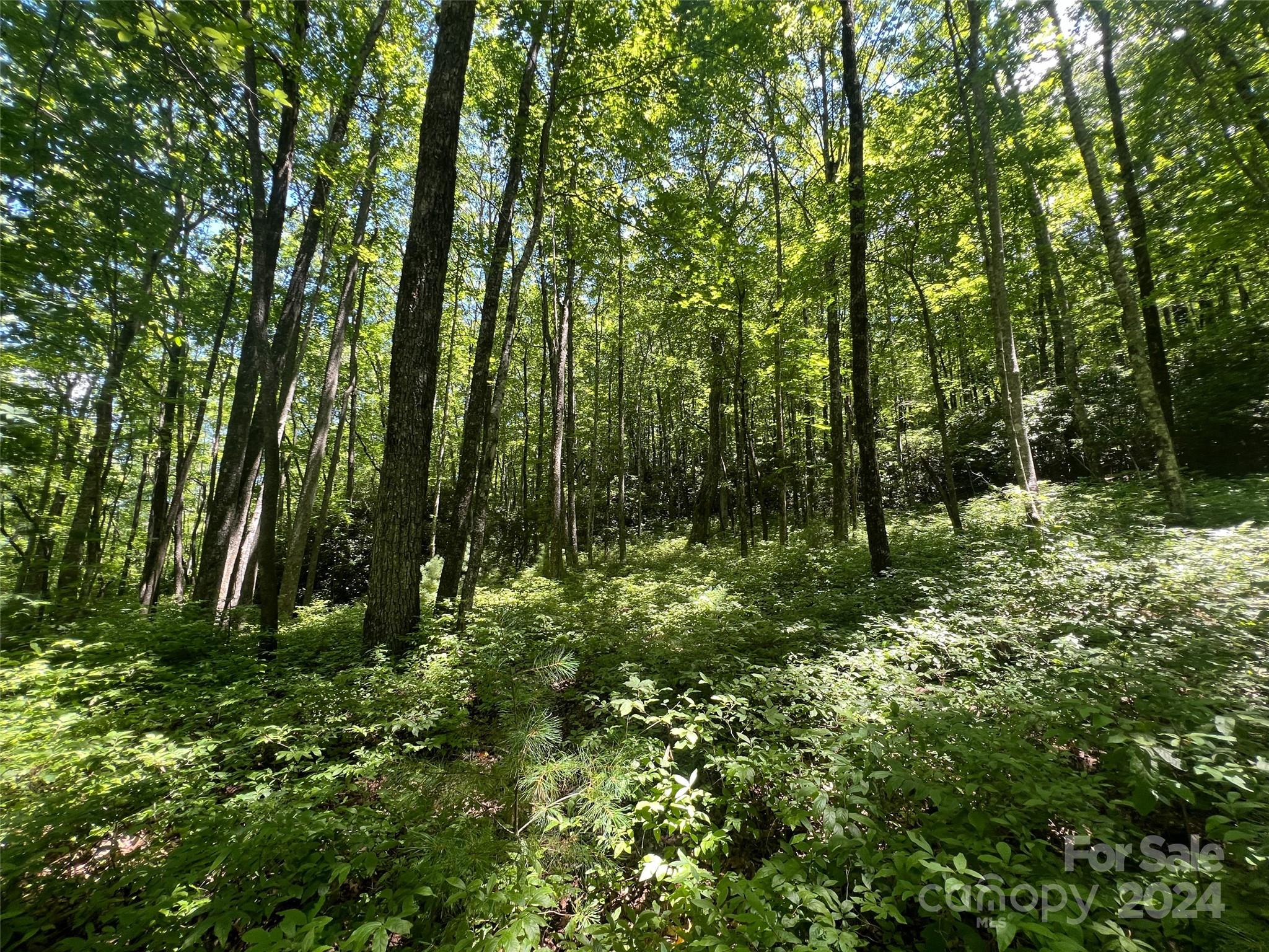0 Courtney Court Brevard, NC 28712 - Photo 5 of 13 a view of outdoor space and trees