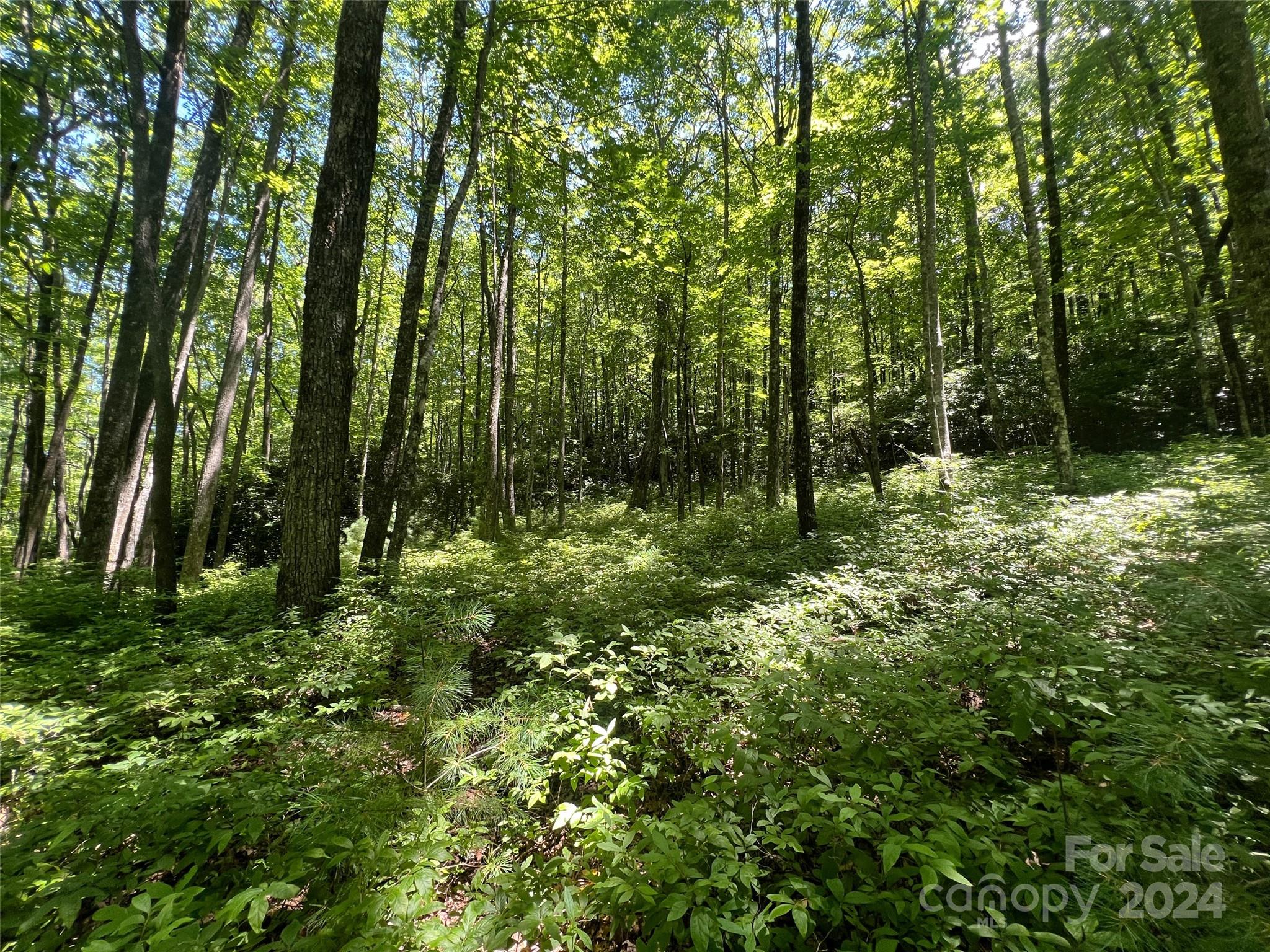 0 Courtney Court Brevard, NC 28712 - Photo 6 of 13 a big yard with lots of green space and trees