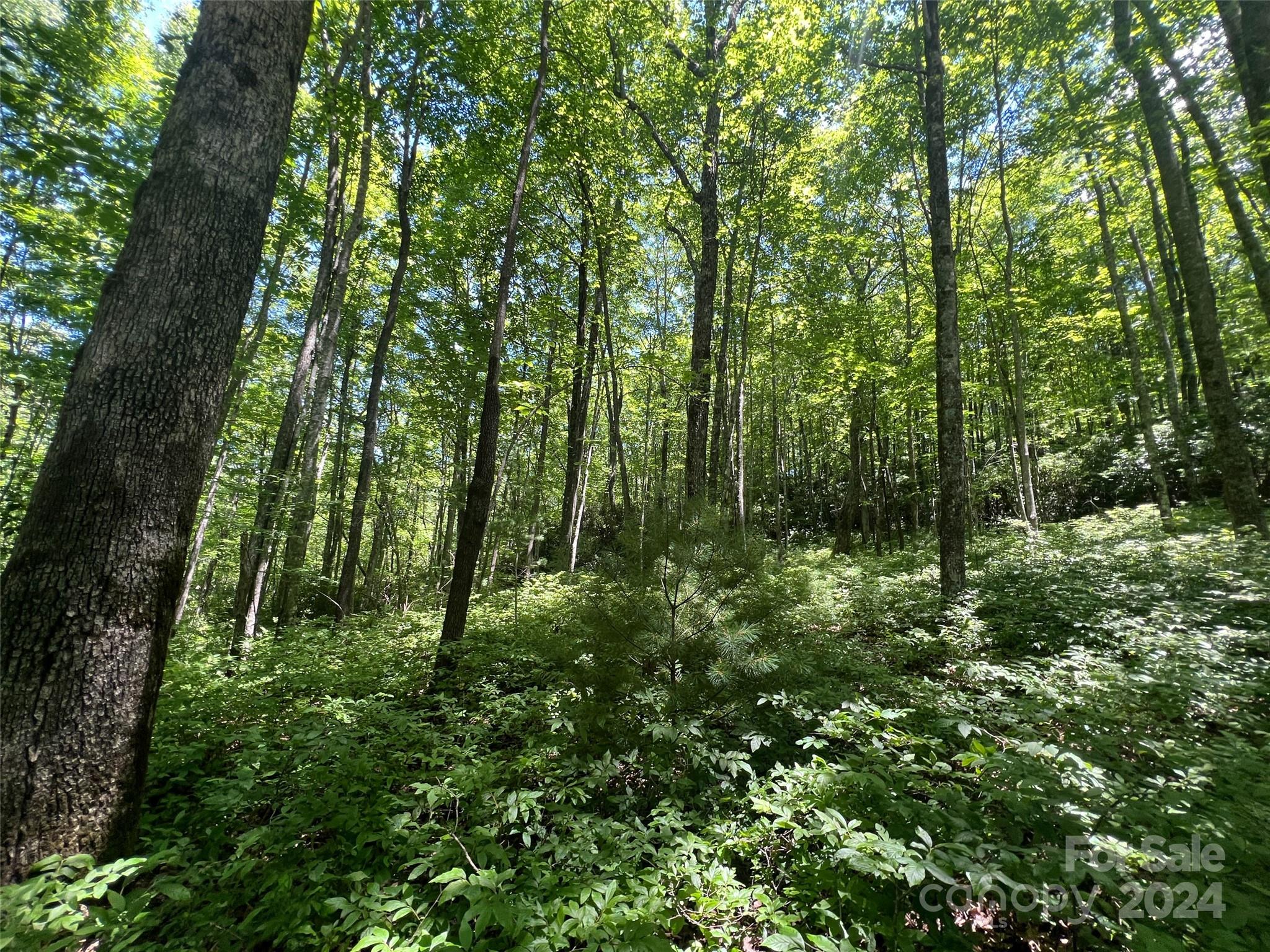 0 Courtney Court Brevard, NC 28712 - Photo 7 of 13 a view of forest