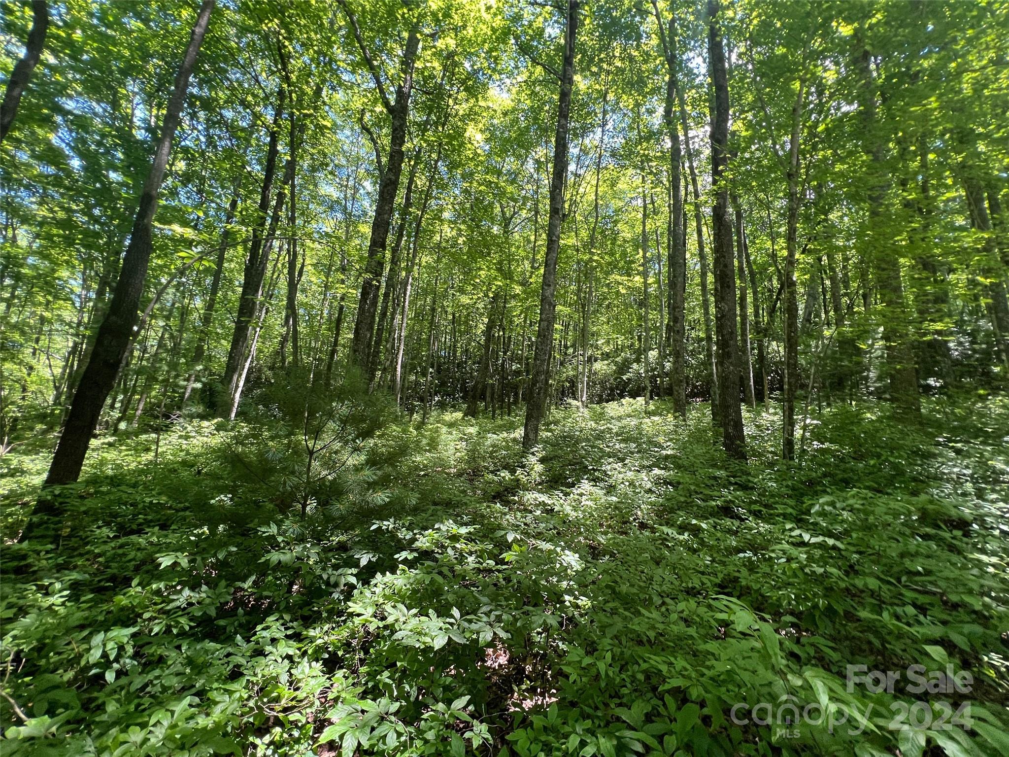 0 Courtney Court Brevard, NC 28712 - Photo 8 of 13 a view of outdoor space and green space