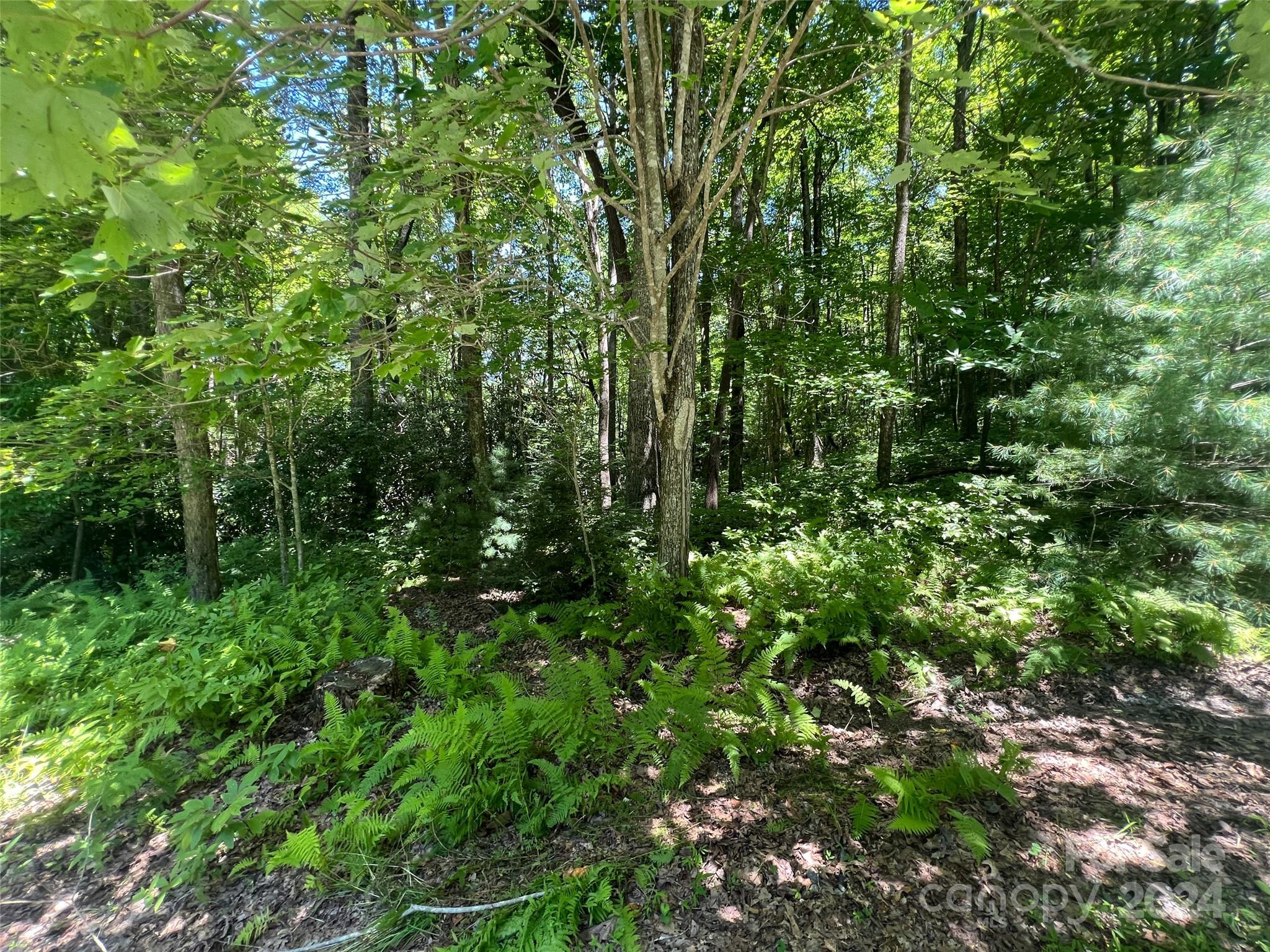 0 Courtney Court Brevard, NC 28712 - Photo 10 of 13 a view of a lush green forest