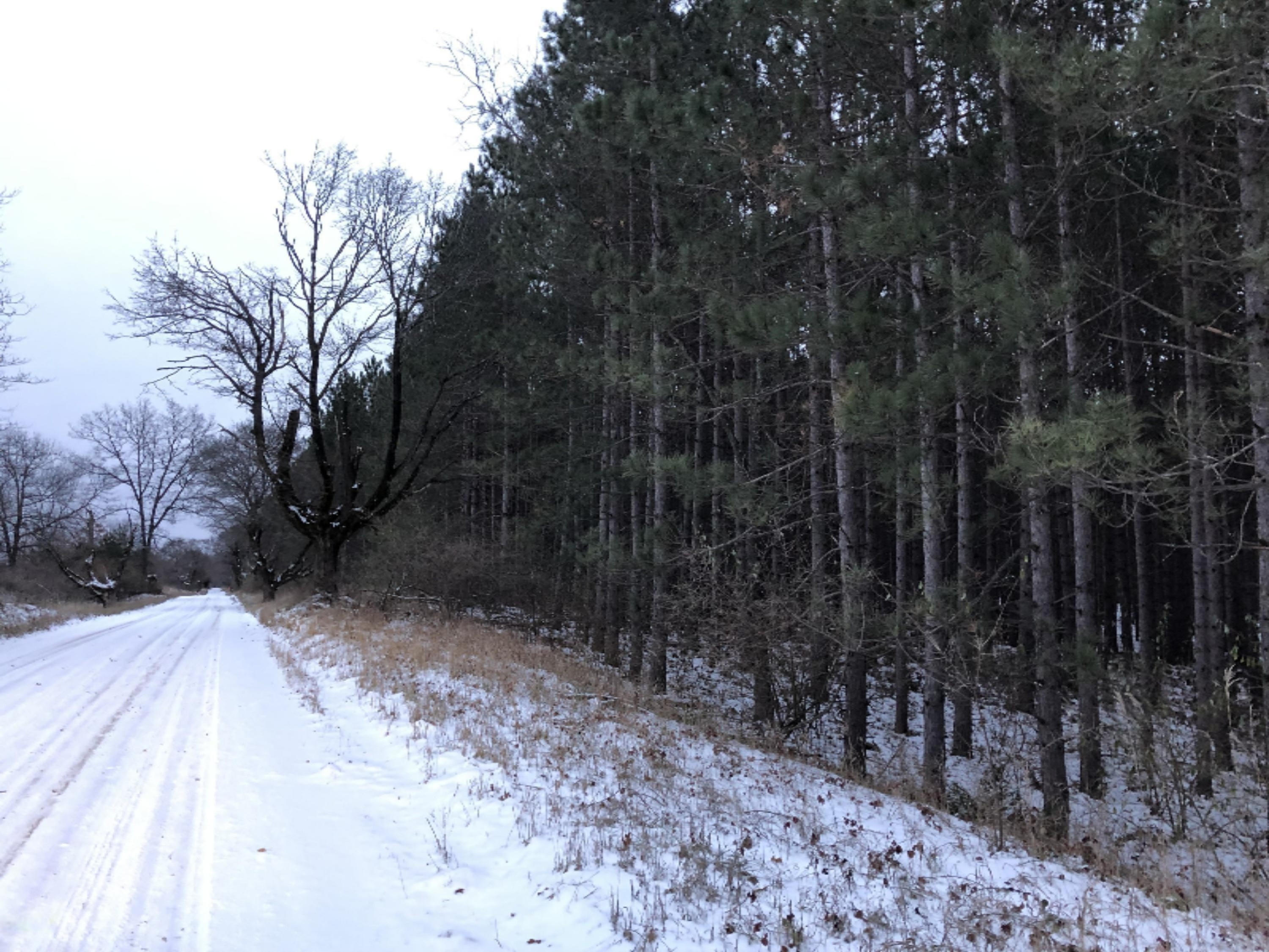 Fawn Road Wellston, MI 49689 - Photo 6 of 20 IMG_3898