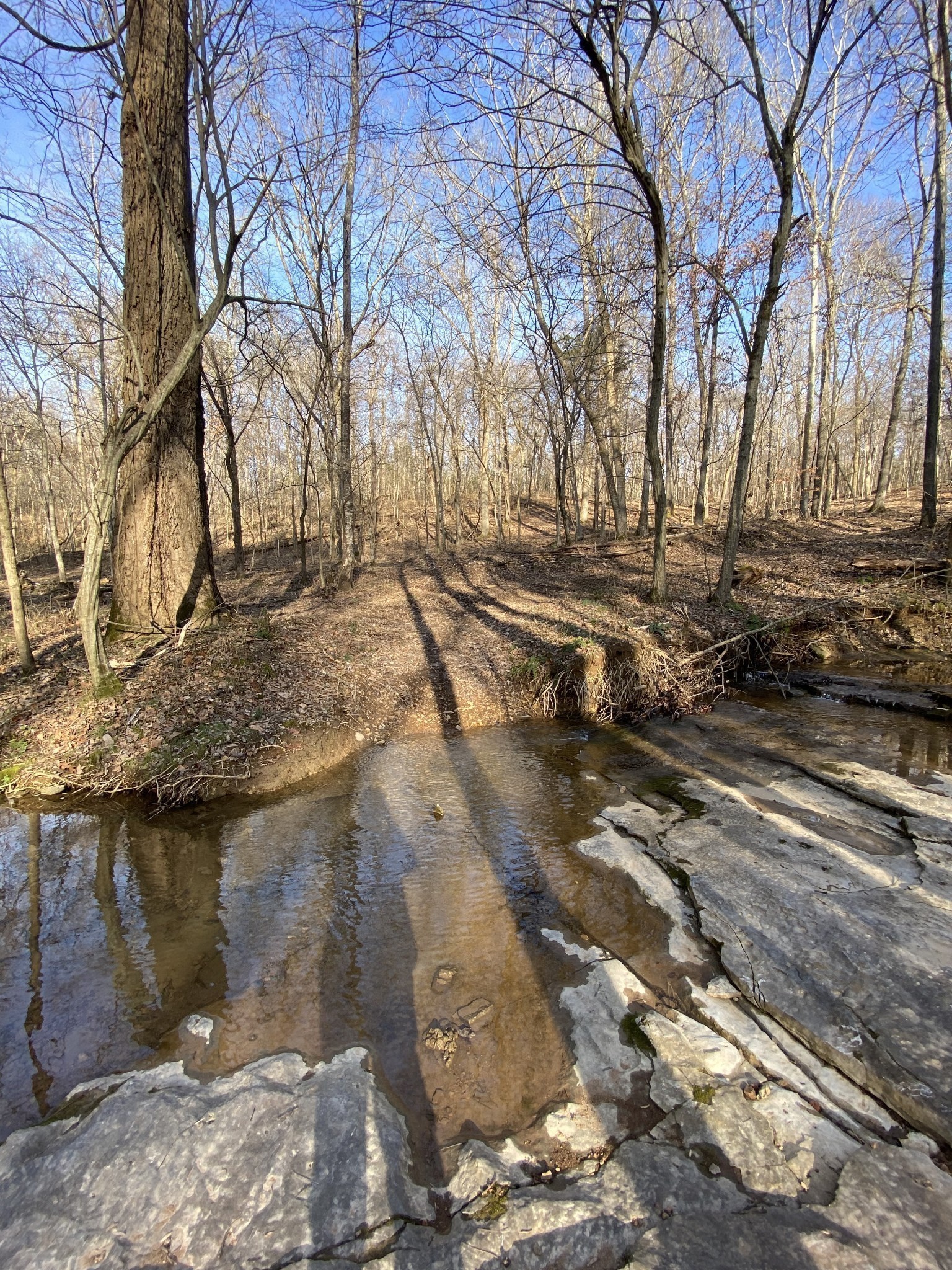 4428 Memory Lane Adams, TN 37010 - Photo 14 of 17 a view of a yard with large trees