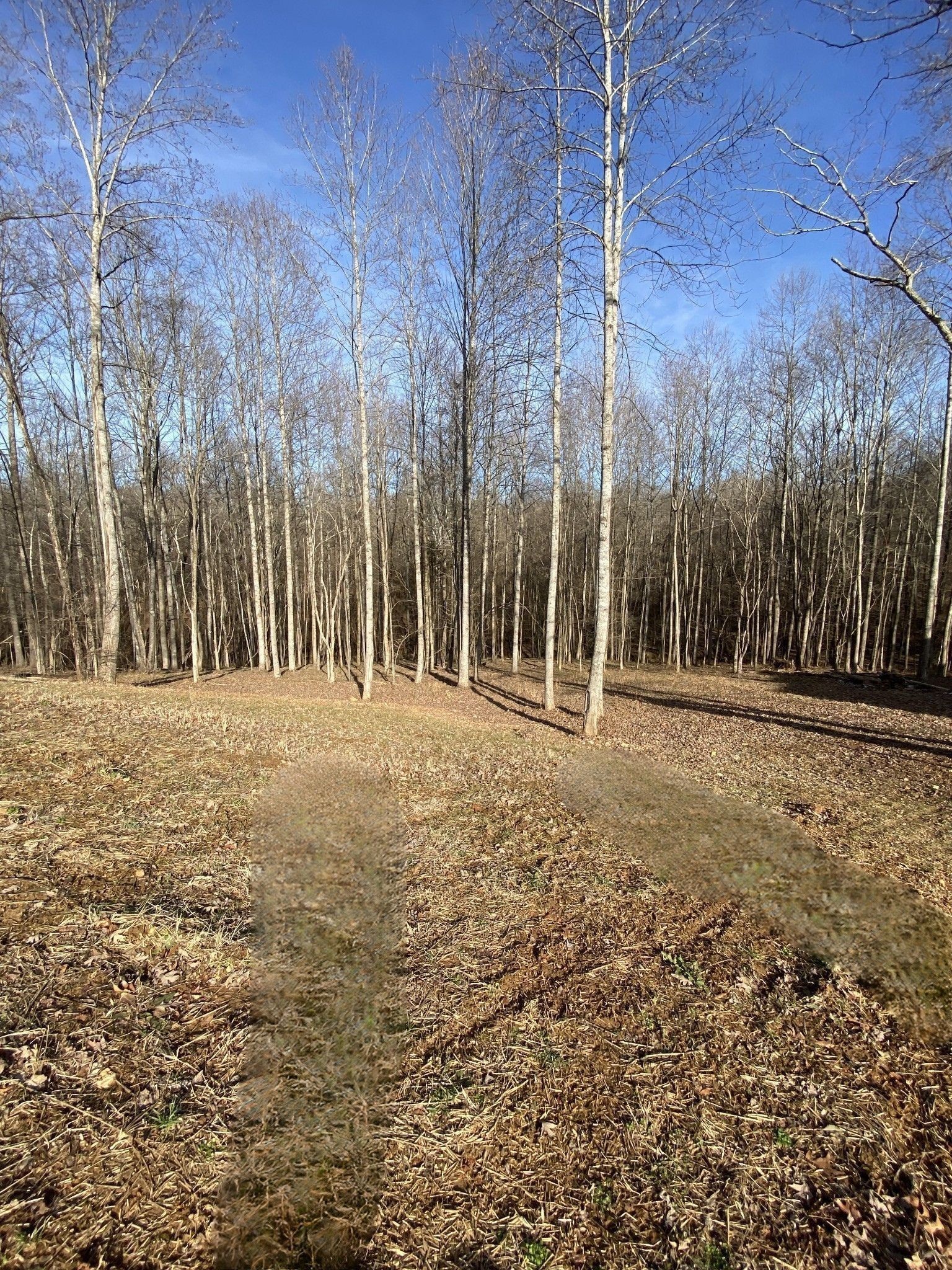 4428 Memory Lane Adams, TN 37010 - Photo 5 of 17 a view of outdoor space with trees