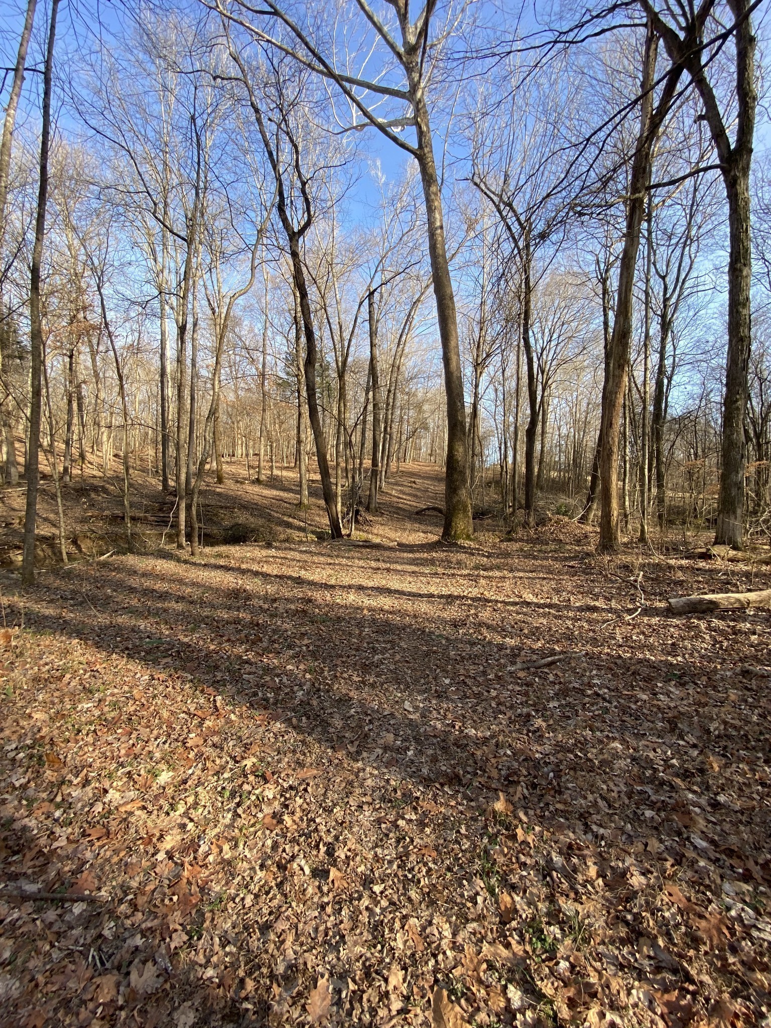 4428 Memory Lane Adams, TN 37010 - Photo 8 of 17 a view of dirt field with trees
