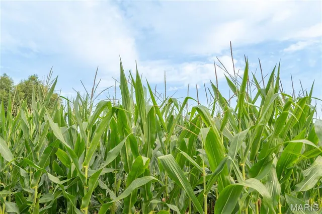 $1,750,000 | 15877 Highway M Bloomfield Mo 63825, Bloomfield, MO 63825