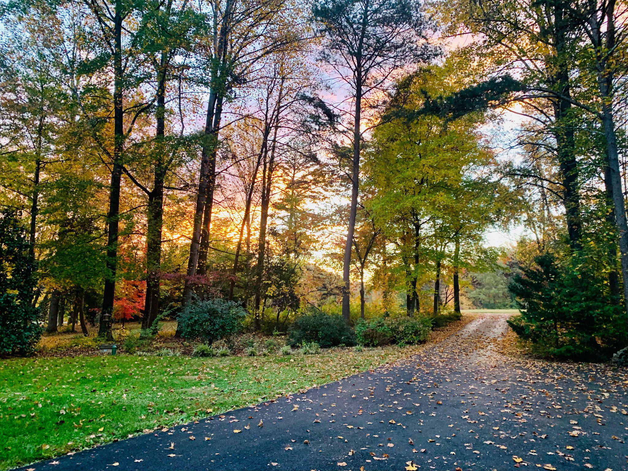 230 Richards Ferry Road Fredericksburg, VA 22406 - Photo 79 of 96 Serene sunset through Autumn trees.