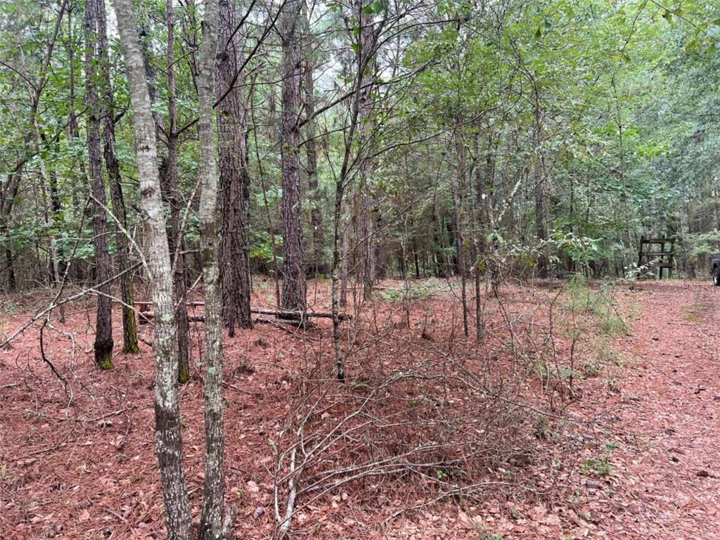 1383 Sims Road Southeast Statham, GA 30666 - Photo 7 of 9 a view of a forest filled with trees