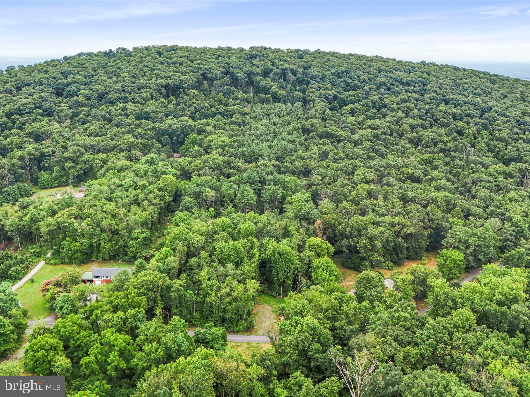 a view of a large yard with plants and large trees