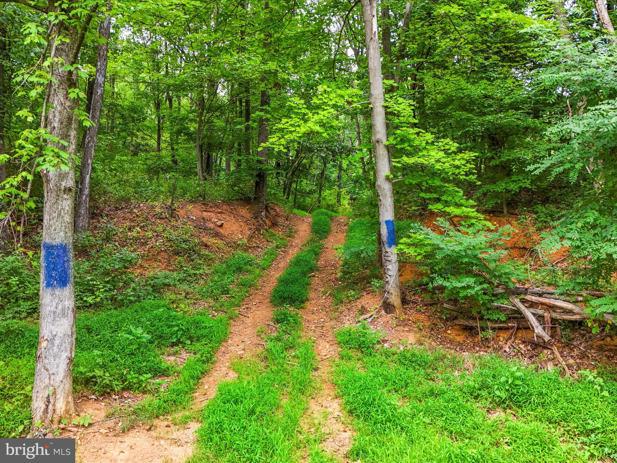 Draper Road Clear Spring, MD 21722 - Photo 5 of 16 a view of a yard with large trees
