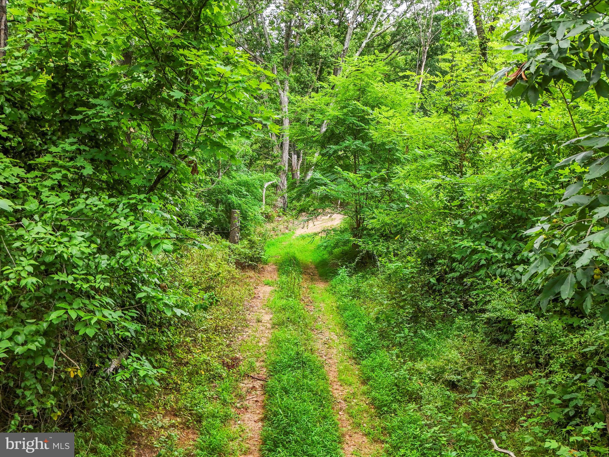 Draper Road Clear Spring, MD 21722 - Photo 7 of 16 a view of a lush green forest