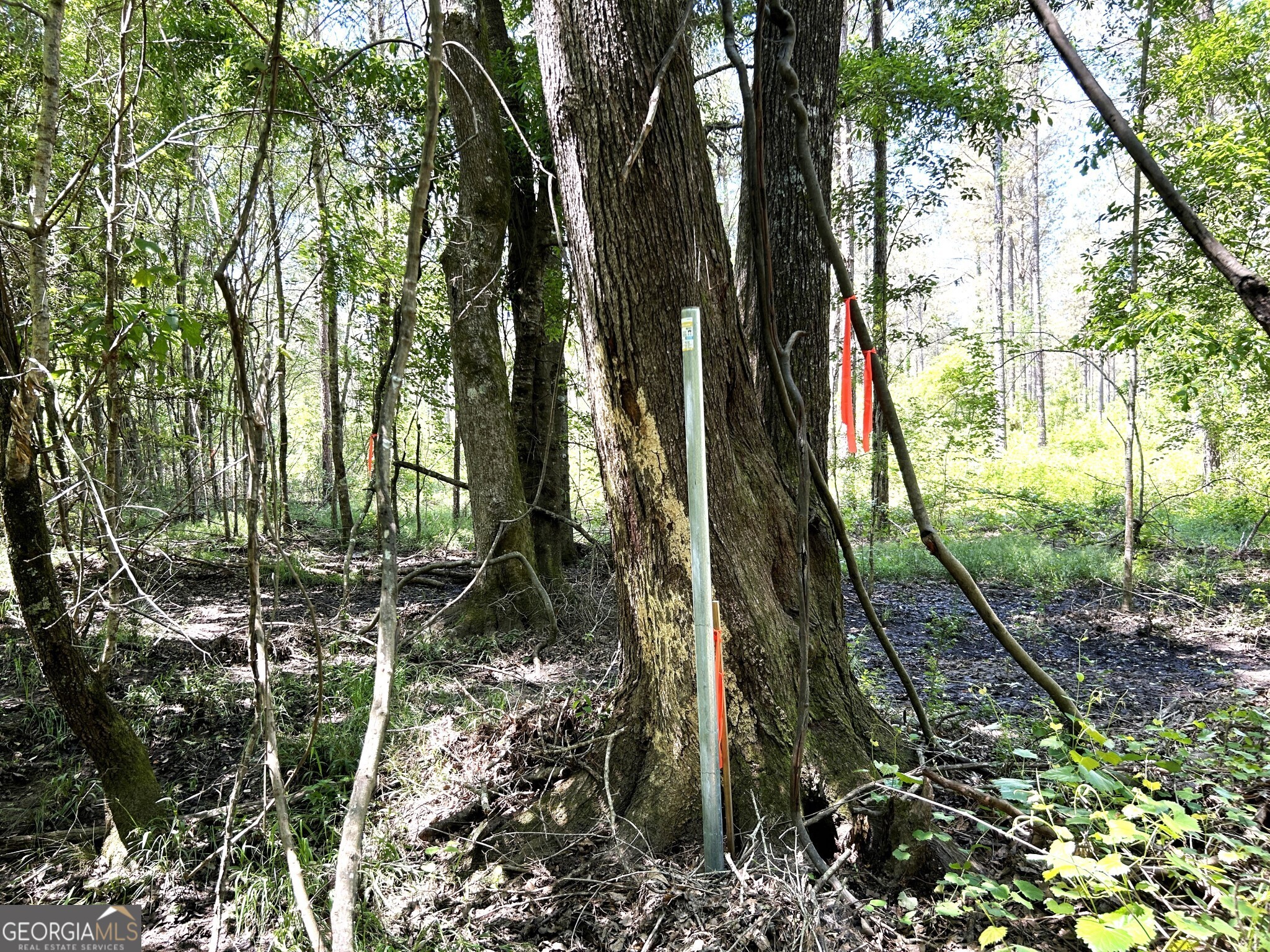0 Dewey Thomas Road, Unit LOT 4 Dexter, GA 31019 - Photo 13 of 17 a view of an outdoor space