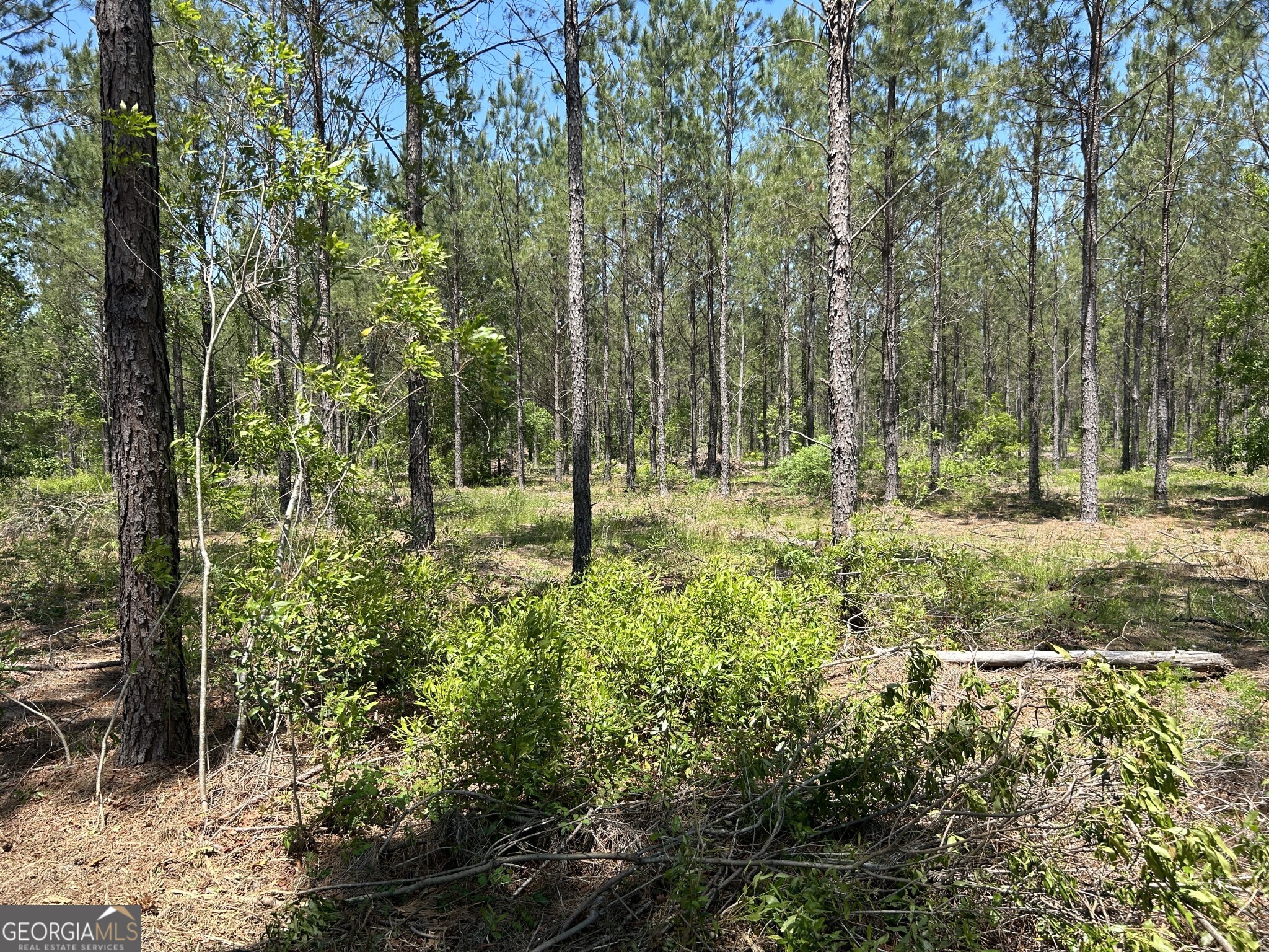 0 Dewey Thomas Road, Unit LOT 4 Dexter, GA 31019 - Photo 14 of 17 a view of outdoor space and trees