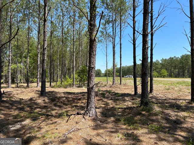 a view of a tree in the middle of a yard