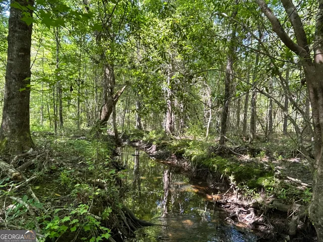 a view of a lush green forest