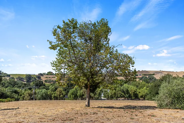 a view of a yard with a tree