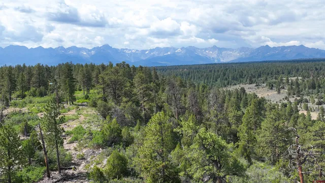 a view of a city with lush green forest
