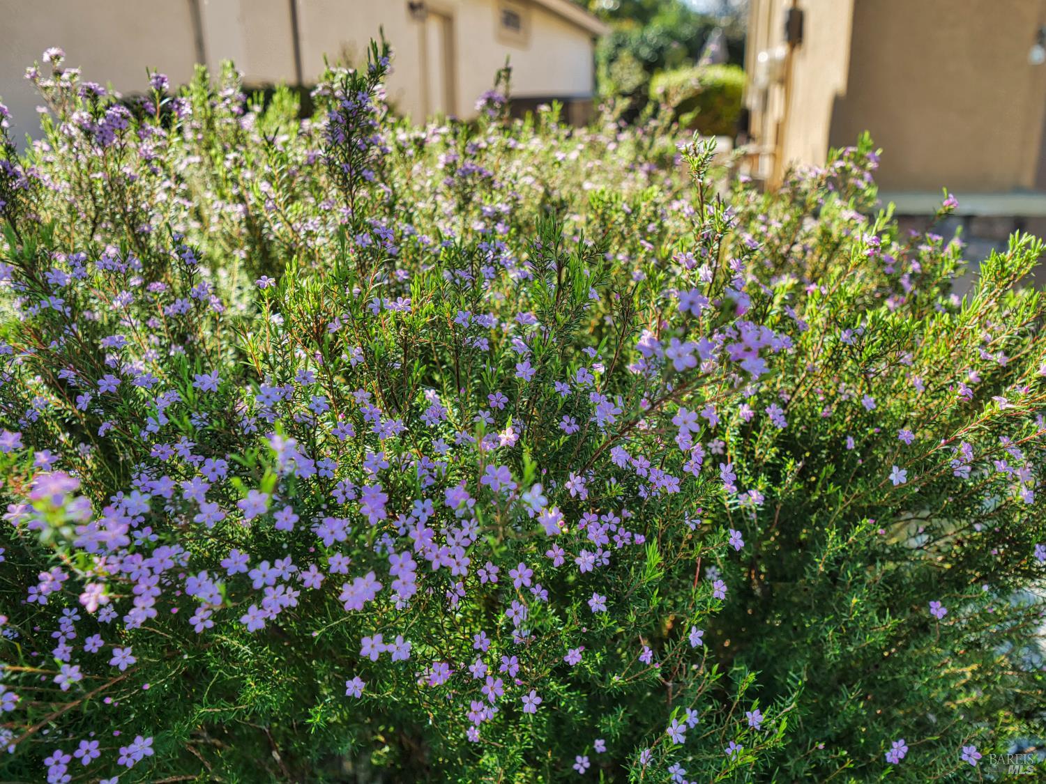 773 Turnberry Terrace Rio Vista, CA 94571 - Photo 32 of 52 a view of a flower