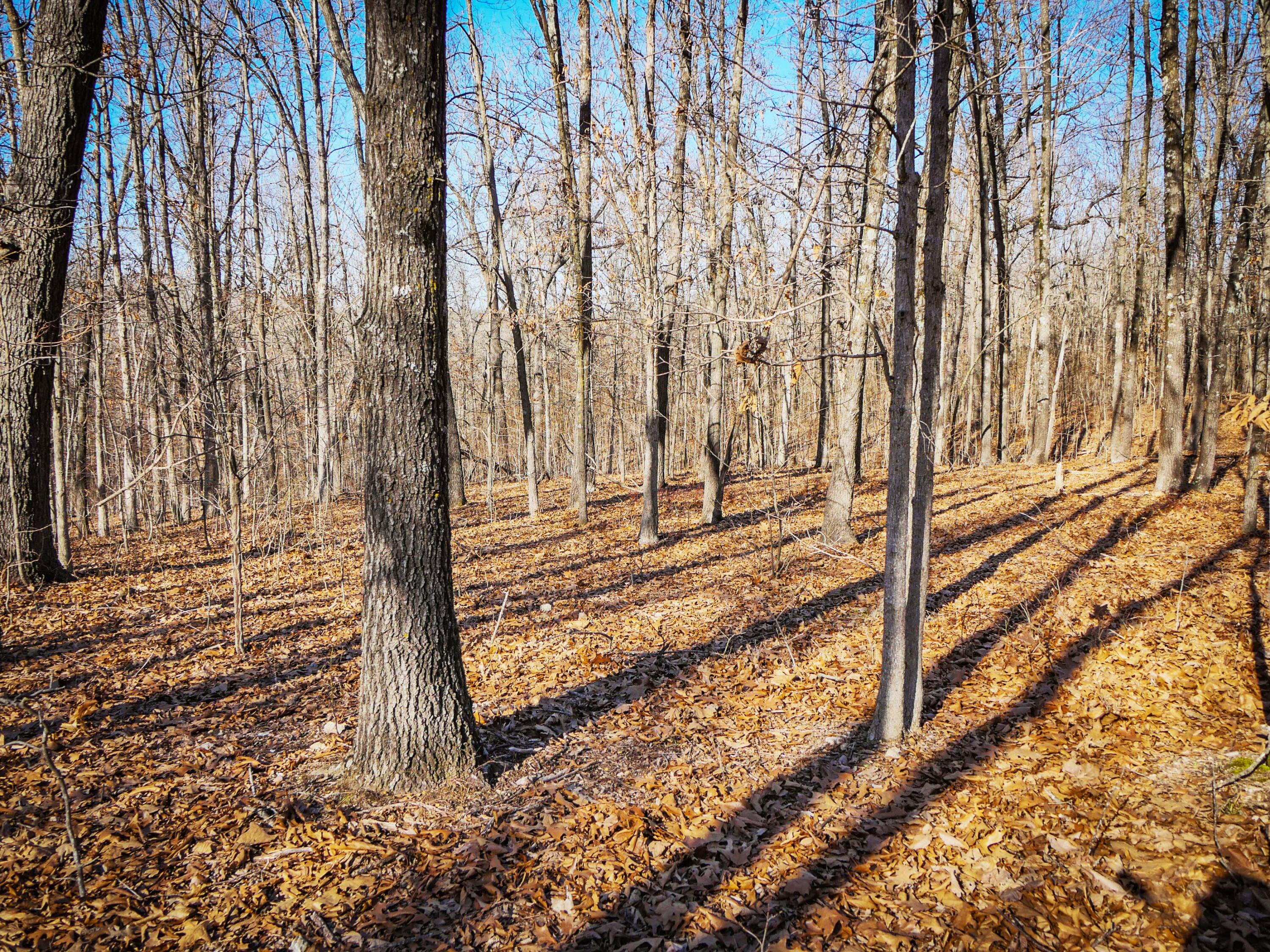 0 Ridge Trail Road, Unit LOT E Tunas, MO 65764 - Photo 2 of 10 Tunas_12.5acres-57-a