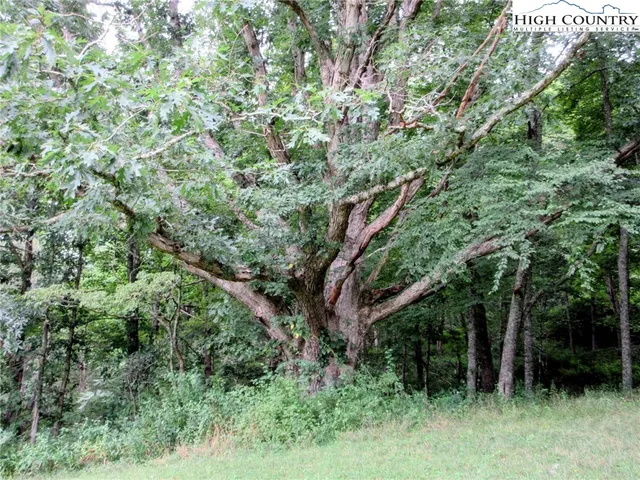 an outdoor space with lots of trees