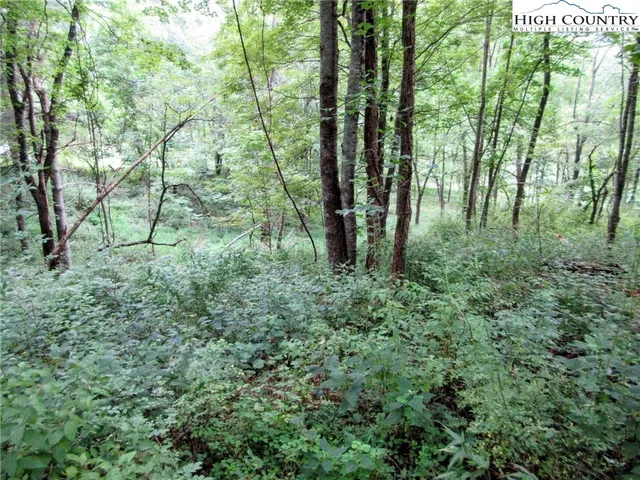a view of trees in a yard
