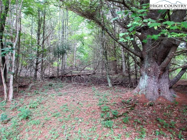a backyard of a house with plants and large trees