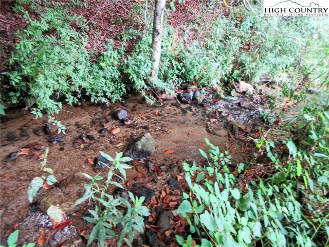 a view of a tree with a plant
