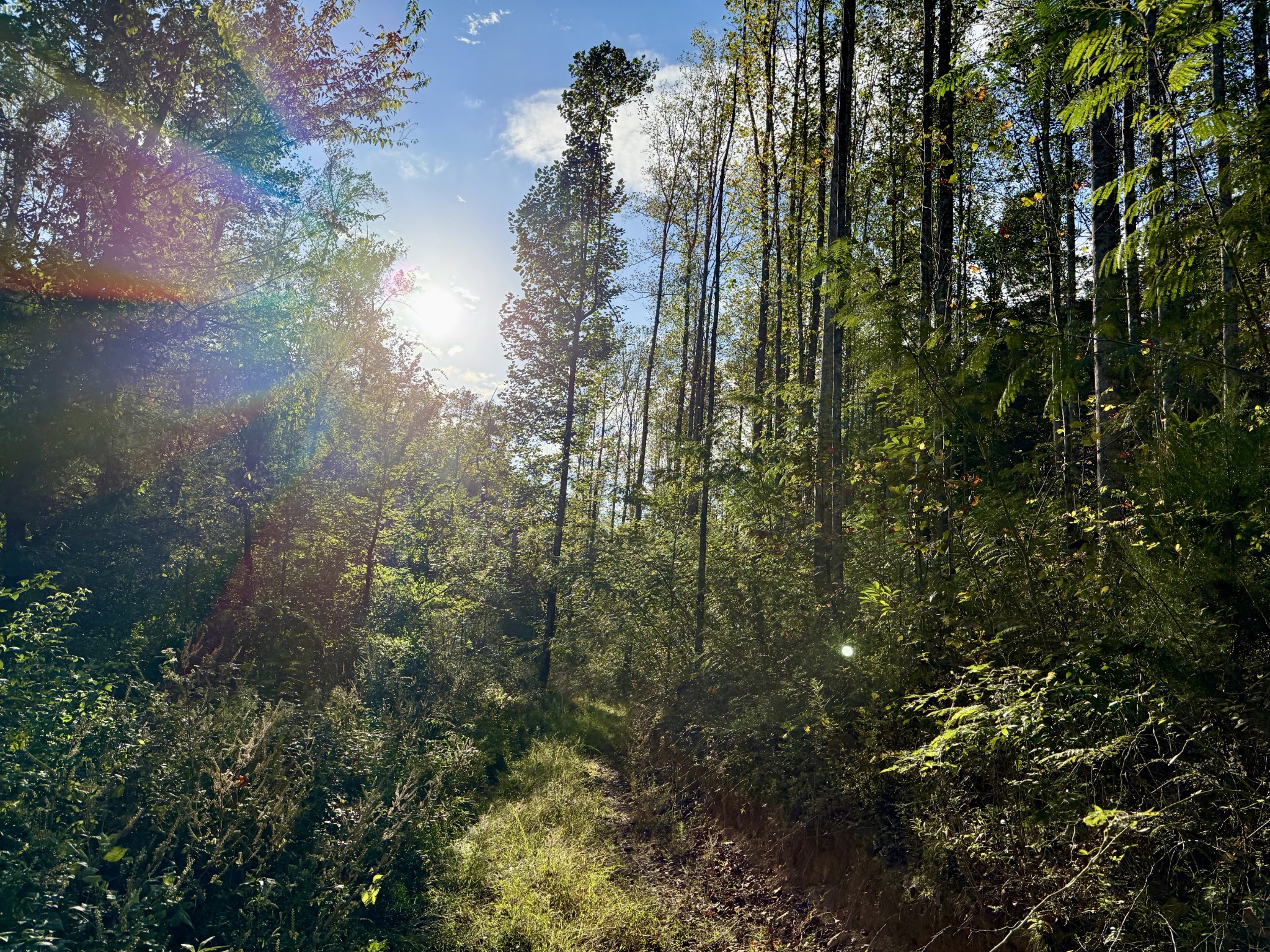 a view of a forest with lots of trees