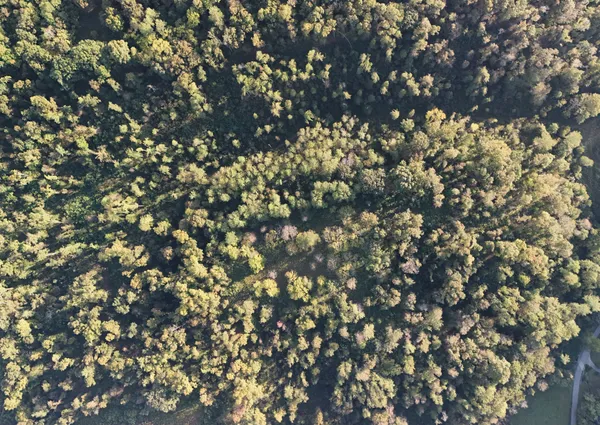a picture of tree
