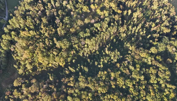 a picture of tree