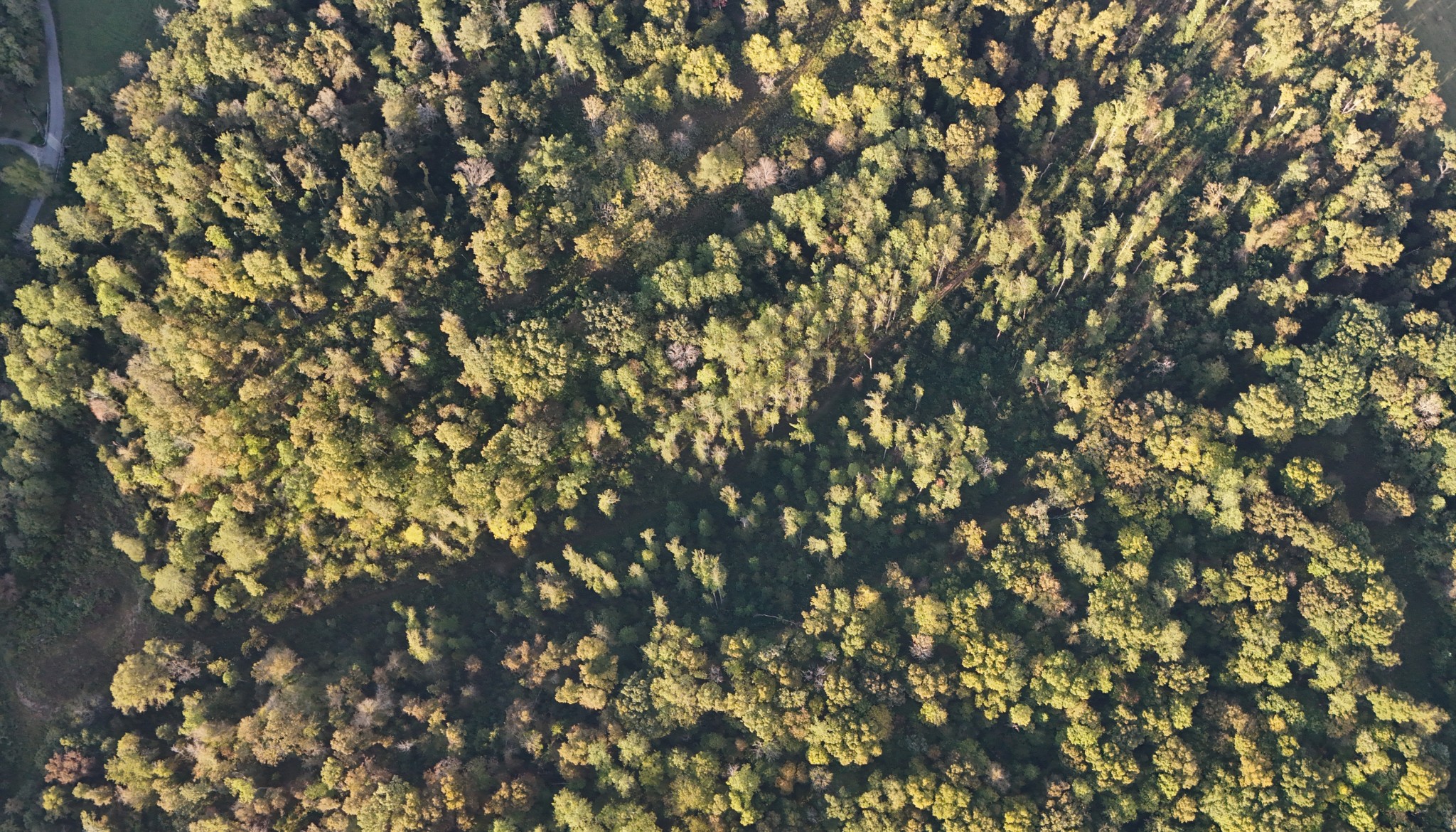 806 Brandon Hollow Road Lynchburg, TN 37352 - Photo 14 of 38 a view of tree