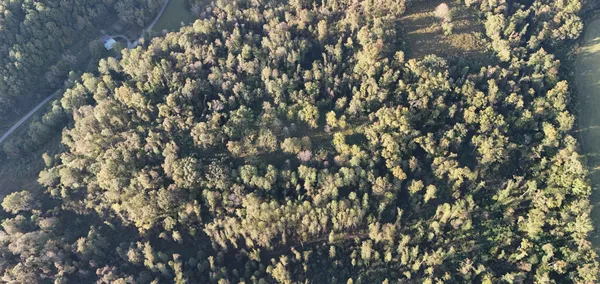 a view of a tree