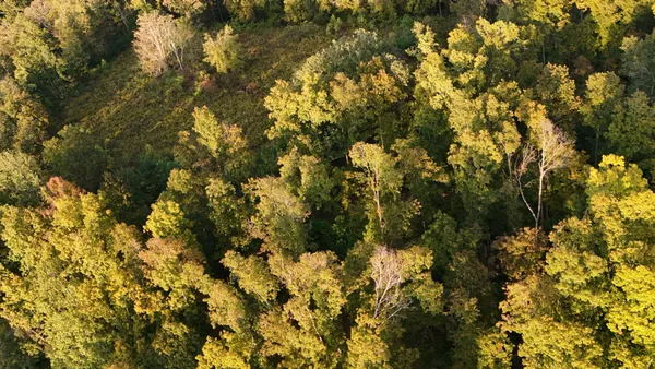 a view of a tree in a yard
