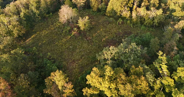 a view of a forest with a tree