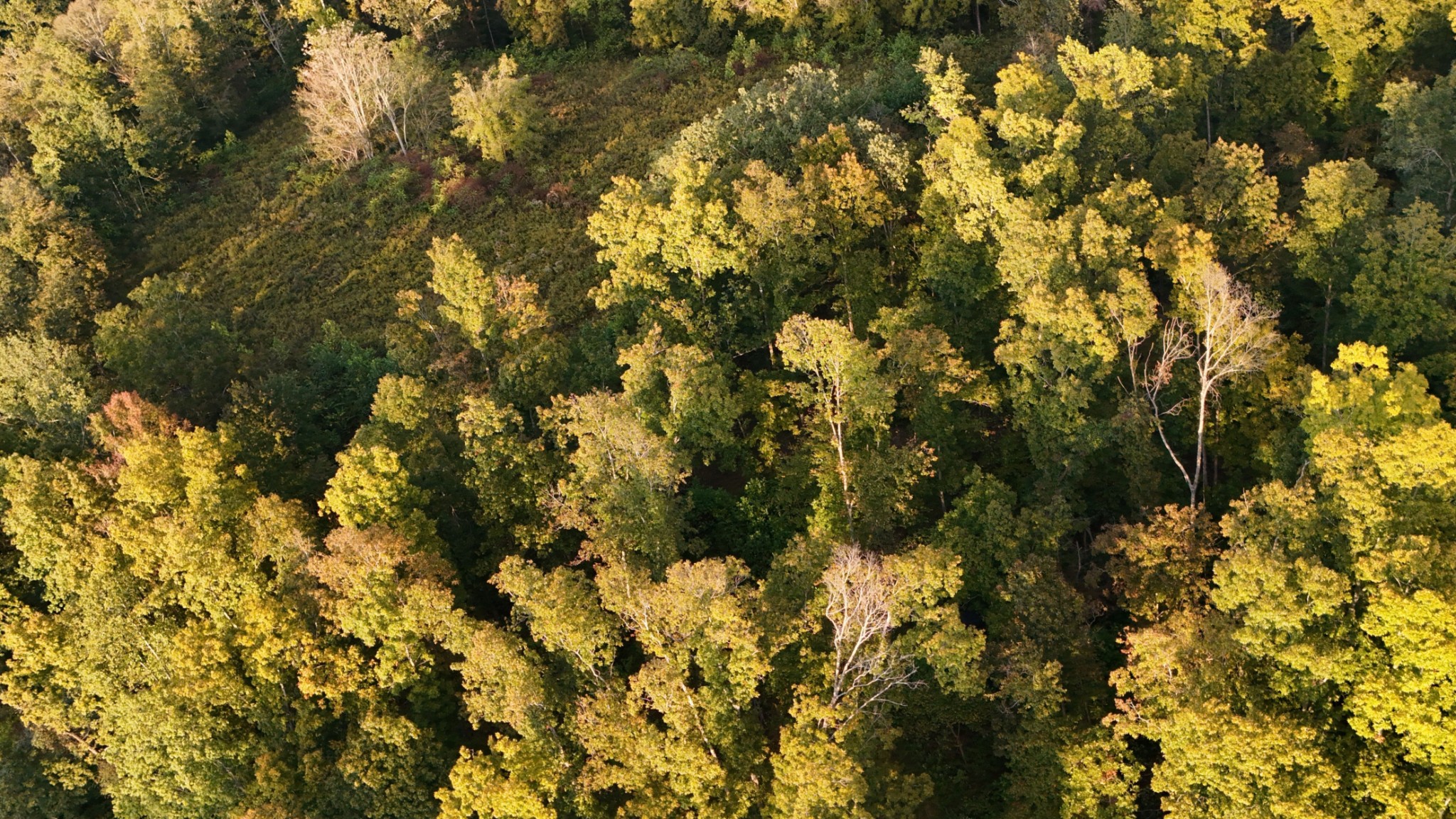 806 Brandon Hollow Road Lynchburg, TN 37352 - Photo 20 of 38 a view of a tree