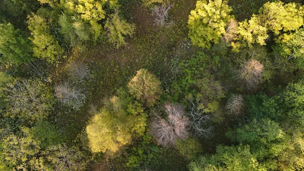 a view of a tree