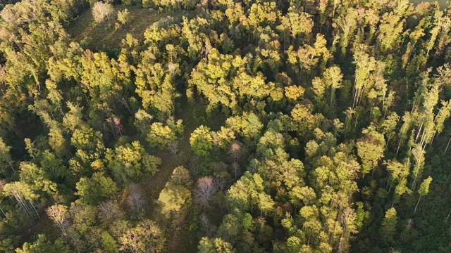 a view of a tree in a yard