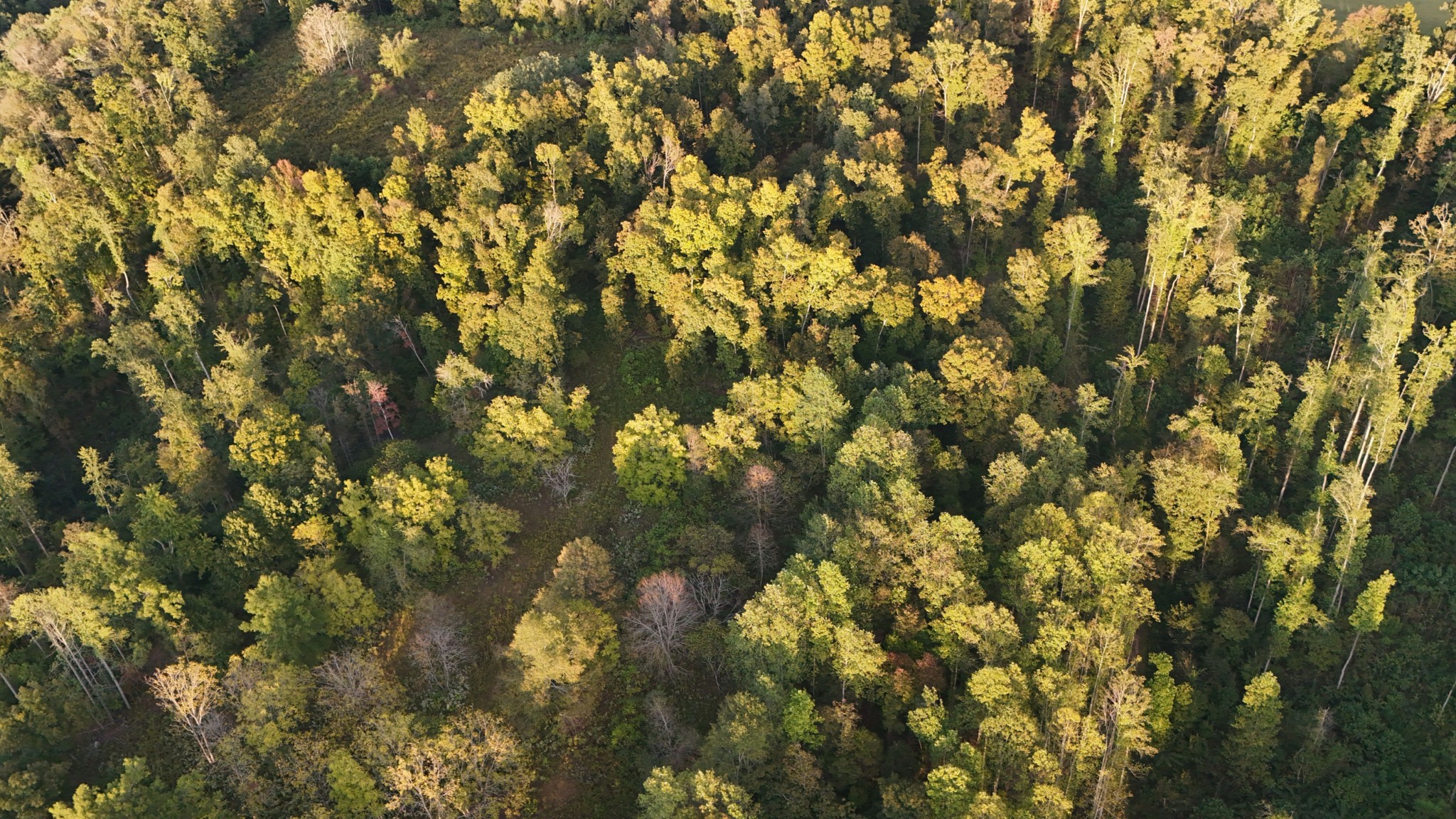 806 Brandon Hollow Road Lynchburg, TN 37352 - Photo 22 of 38 a view of a tree