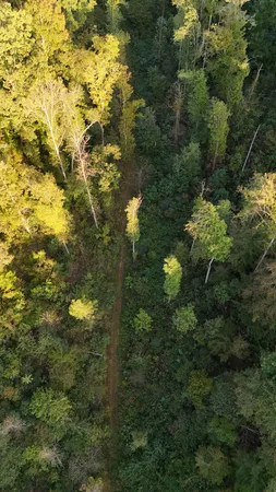 a view of a forest with a house