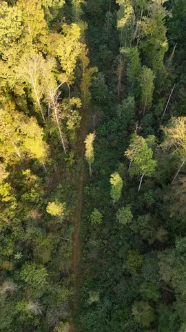 a view of a forest with a house
