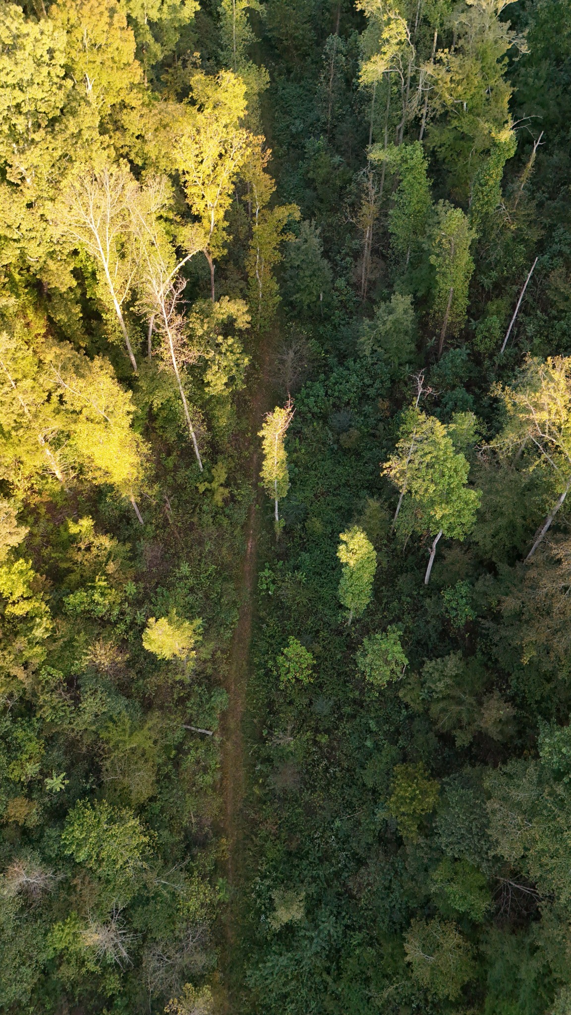 806 Brandon Hollow Road Lynchburg, TN 37352 - Photo 23 of 38 a view of a tree in a yard