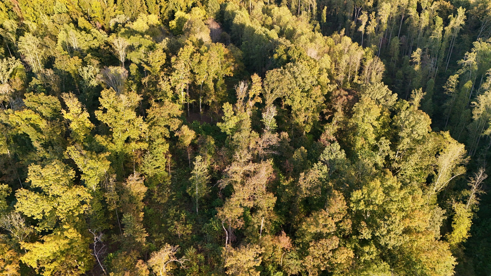 806 Brandon Hollow Road Lynchburg, TN 37352 - Photo 25 of 38 a view of a tree