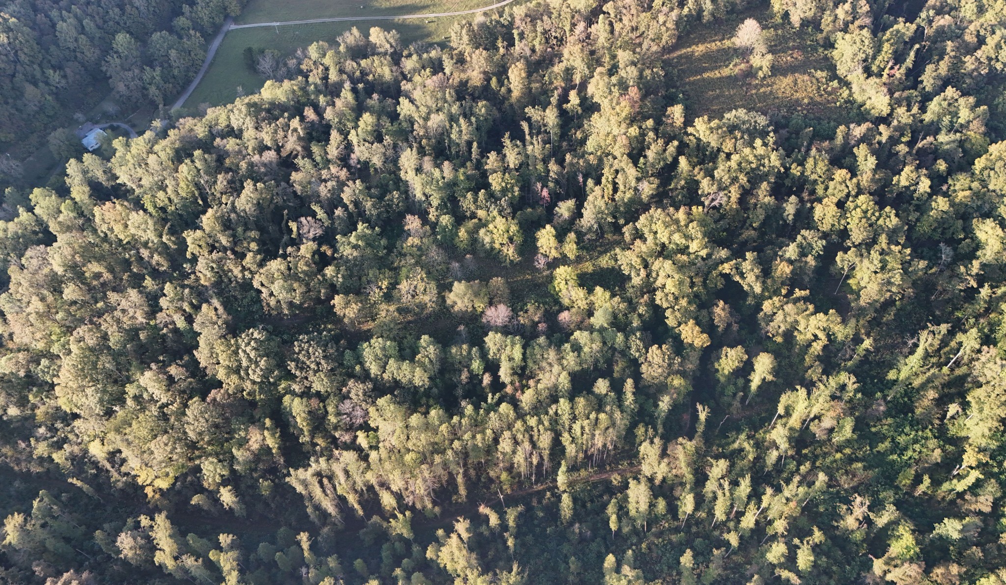 806 Brandon Hollow Road Lynchburg, TN 37352 - Photo 26 of 38 a view of a tree