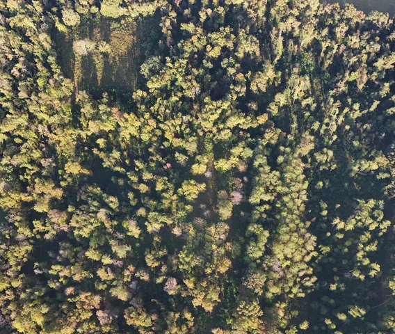 a view of a forest with a tree
