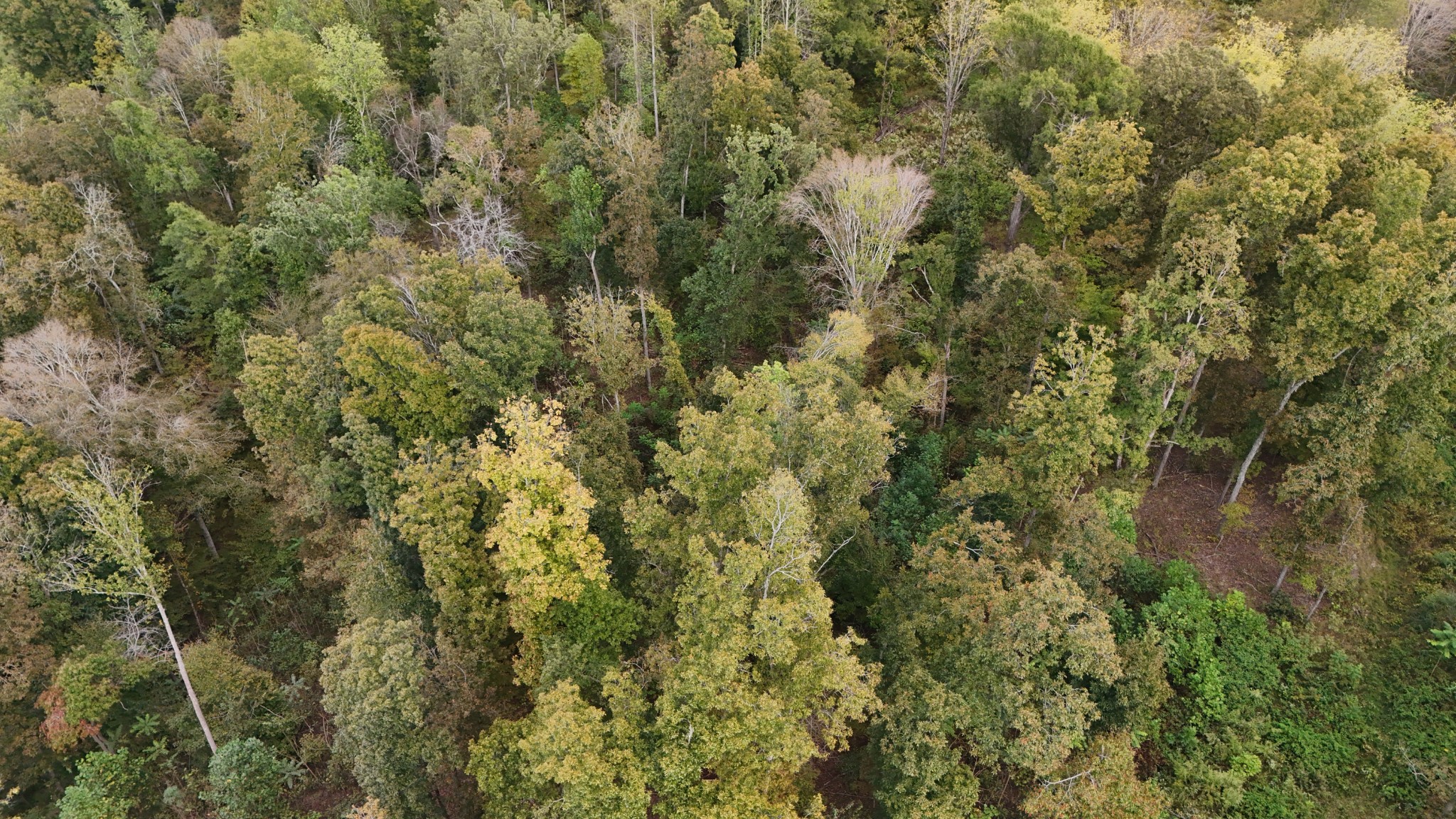 806 Brandon Hollow Road Lynchburg, TN 37352 - Photo 29 of 38 a view of a forest with a tree
