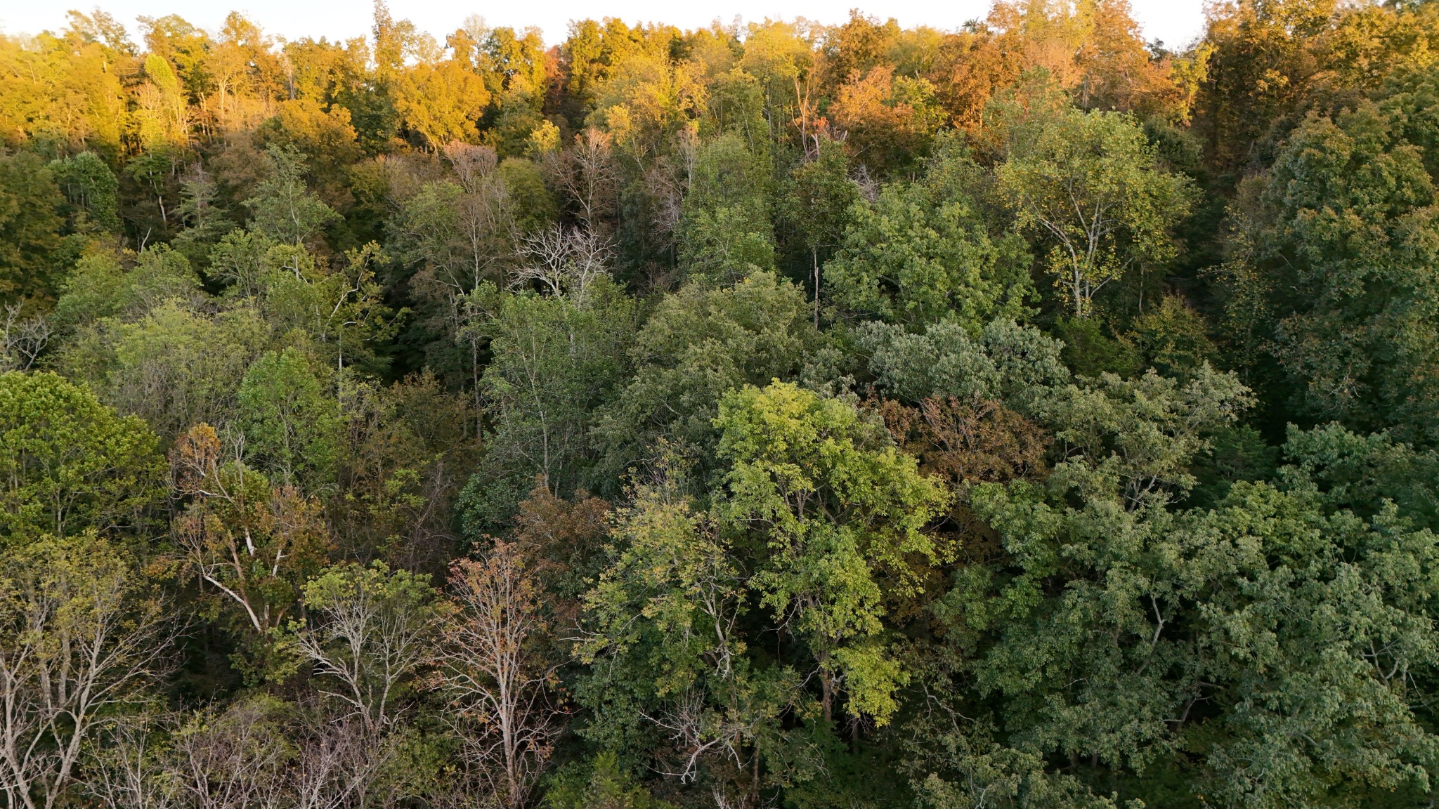 806 Brandon Hollow Road Lynchburg, TN 37352 - Photo 30 of 38 an aerial view of a house with a yard